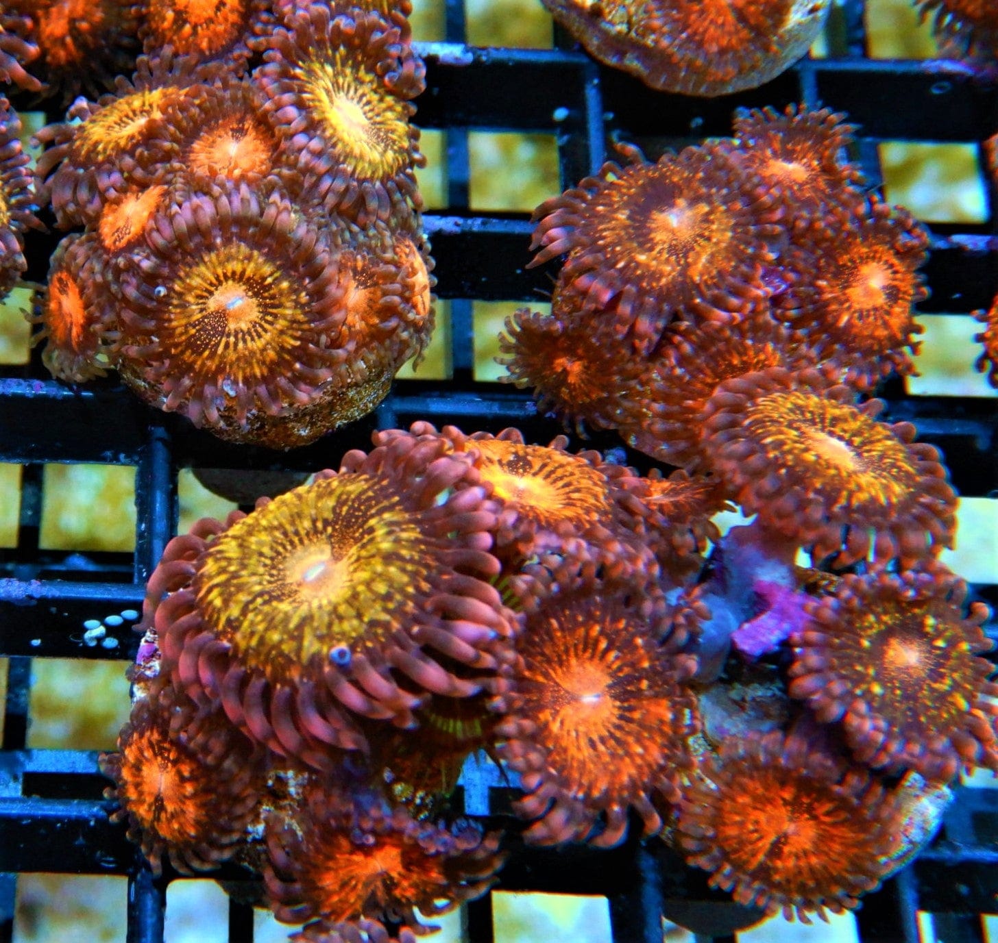 Polyp: Mohican Sun; Cultured