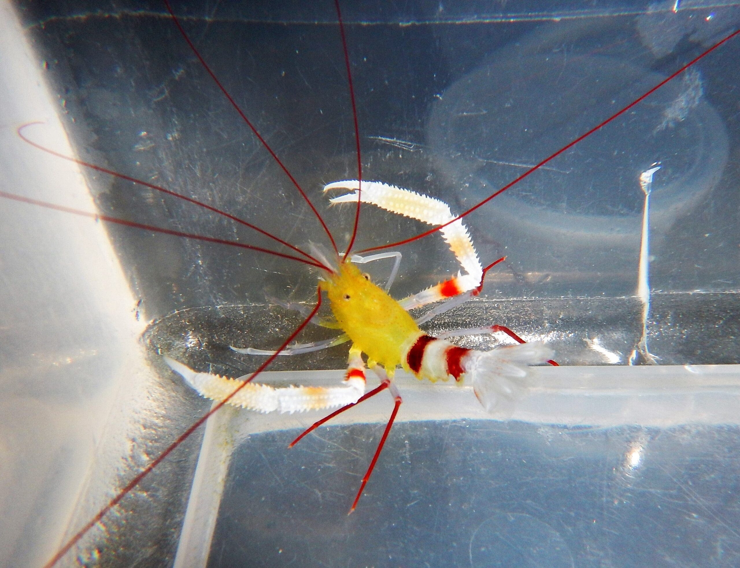 Shrimp: Zanzibar Coral Banded