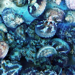 Snail: Cat Eye - Turbo sp