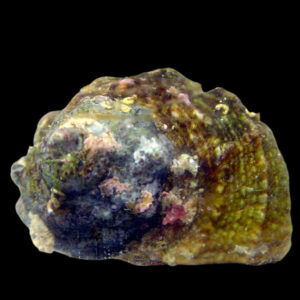 Snail: Mexican Turbo