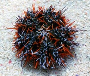 Urchin: Pin Cushion