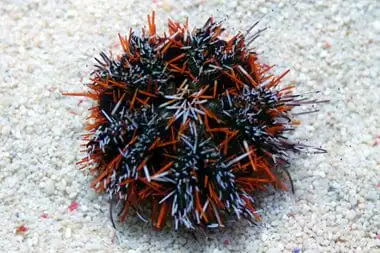 Urchin: Pin Cushion