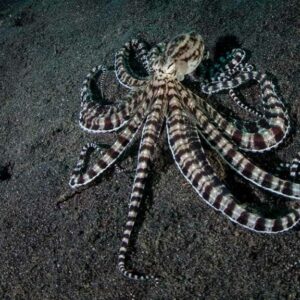Misc. Invert: Mimic Octopus