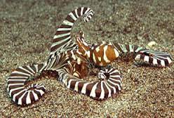 Misc. Invert: Zebra Octopus