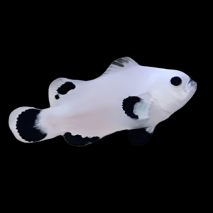 Clown: Snow Storm Ocell; C.B.