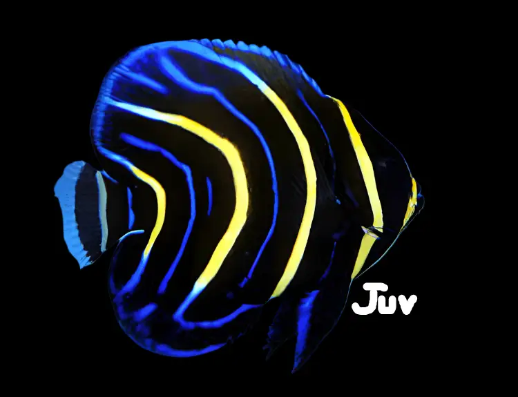 Cortez Angelfish juvenile with bold blue and yellow stripes swimming in saltwater aquarium