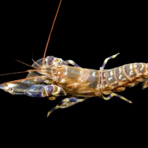 Shrimp: Pistol; Tiger