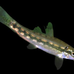 23:Algae Eater: Chinese