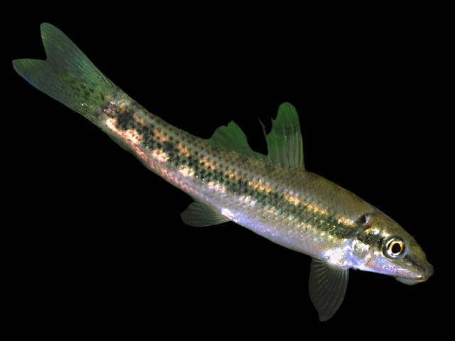 23:Algae Eater: Chinese