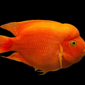 22:Cichlid Parrot Blood Red