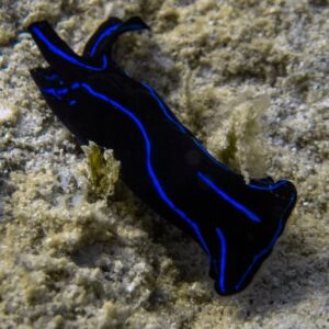 Nudi: Velvet Sea Slug