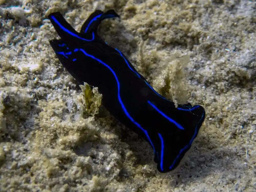 Nudi: Velvet Sea Slug