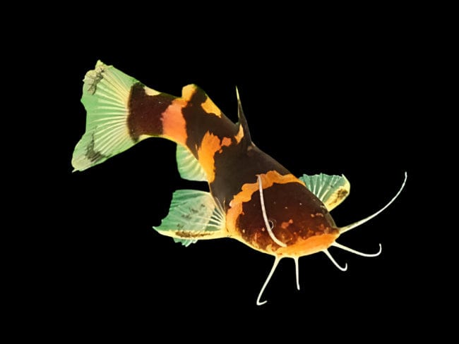 23:Catfish Bumblebee