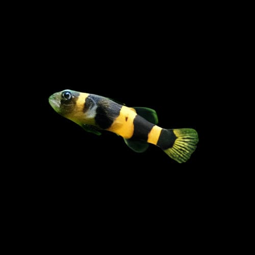 16:Goby Bumblebee