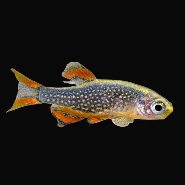 19:Rasbora Galaxy