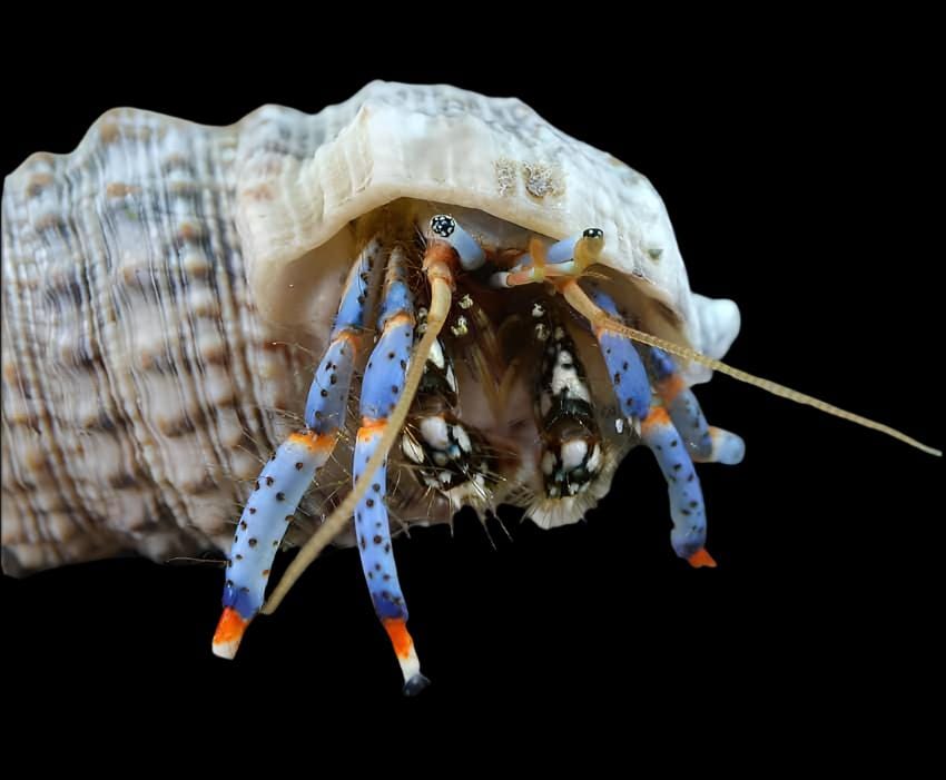 Crab: Blue Leg Reef Hermit; Atl
