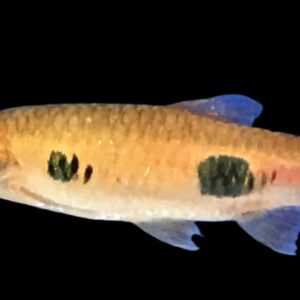 19:Rasbora Dwarf Clown Spot