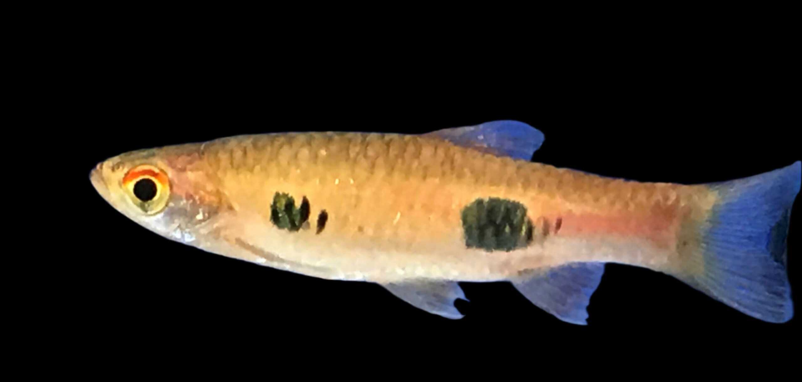 19:Rasbora Dwarf Clown Spot