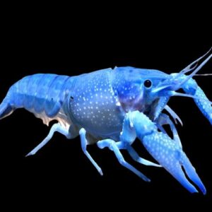 27:Lobster Cobalt Blue