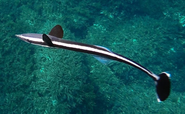 Misc. Fish: Remora Shark Sucker