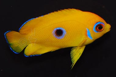 close up Lemonpeel Angelfish Centropyge flavissima with yellow body and blue eye ring
