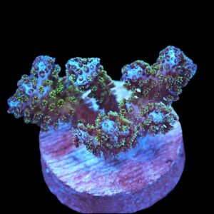 SDC Pocillopora; Frozone