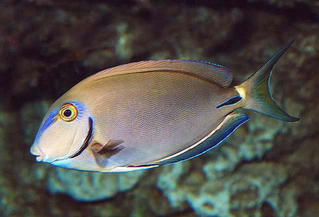 Tang: Ocean Surgeonfish; Atlantic