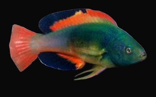 Wrasse: Scotts; Male; Fiji
