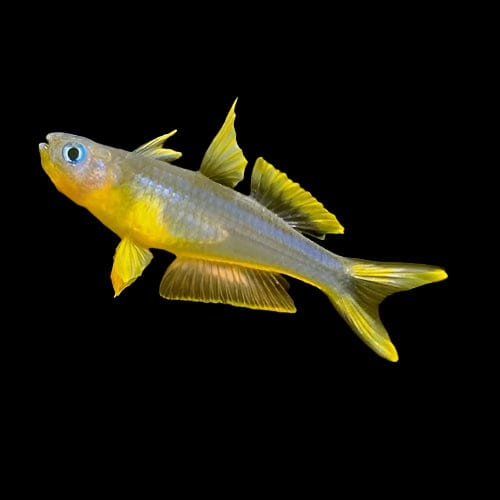 43:Rainbowfish Forktail