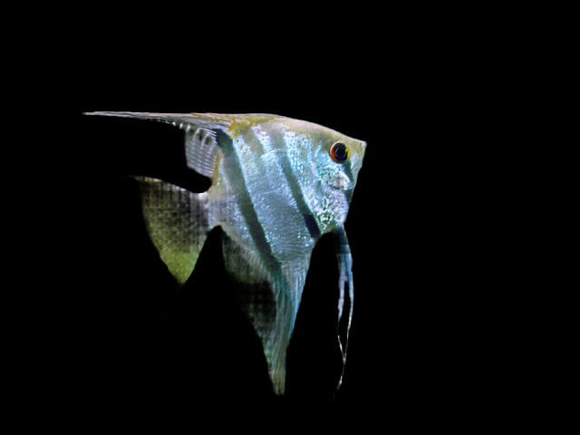 12:Angelfish Assorted