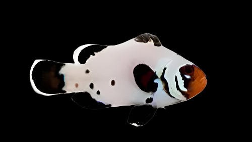 Clown: Ocellaris; Frostbite