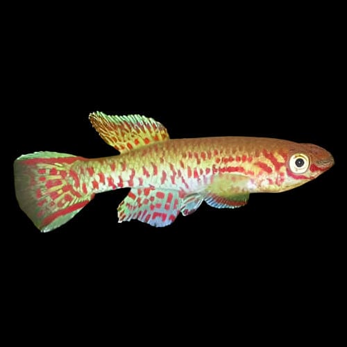 35:Killifish Gardneri