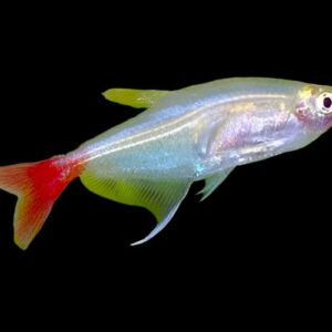 48:Tetra Glass Bloodfin