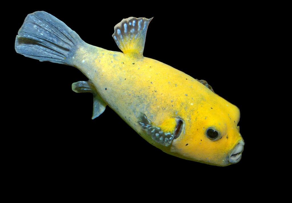 Puffer: Gold; B - Grade