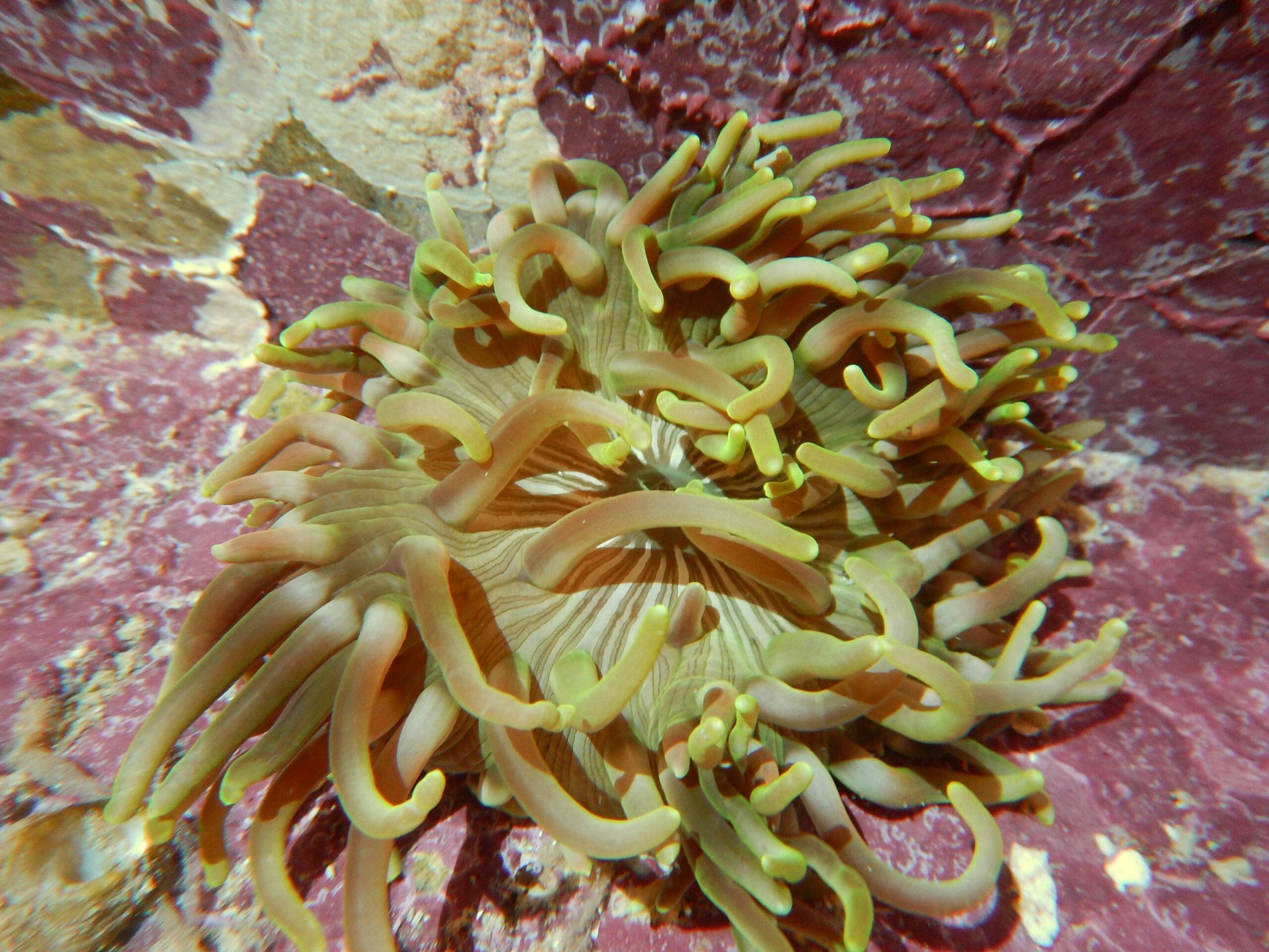 Anemone: Long Tentacle; Colored