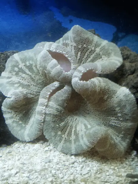 Anemone: Saddle; Colored