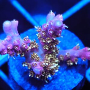 SDC Acro: Twisted Sister Acro