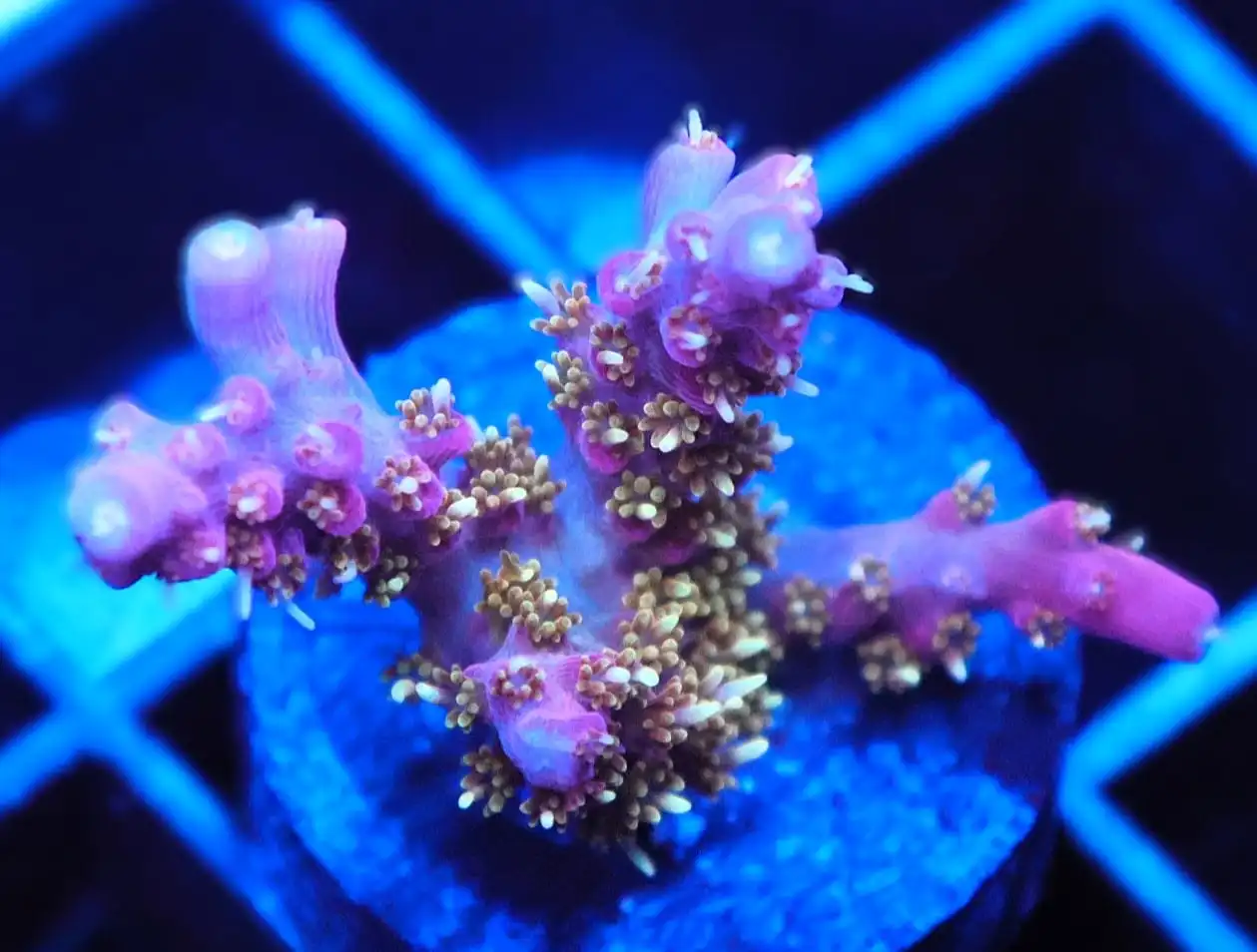 SDC Acro: Twisted Sister Acro