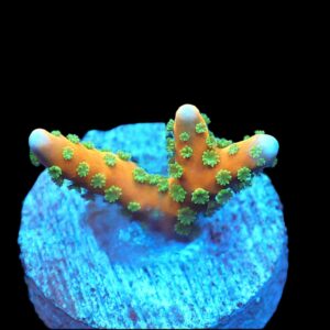 SDC Anacropora: Tropicana