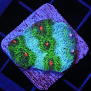 GB Chalice; Avatar Cult