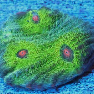 SDC Chalice: Avatar Chalice