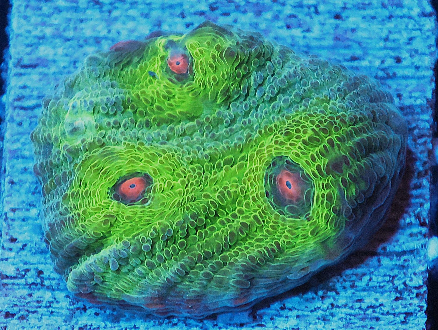 SDC Chalice: Avatar Chalice