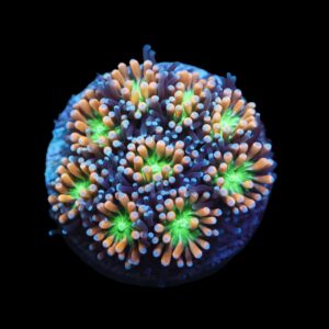 SDC Galaxea: Green Eyed Beauty Galaxea