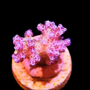 SDC Pocillopora Pinky Brain