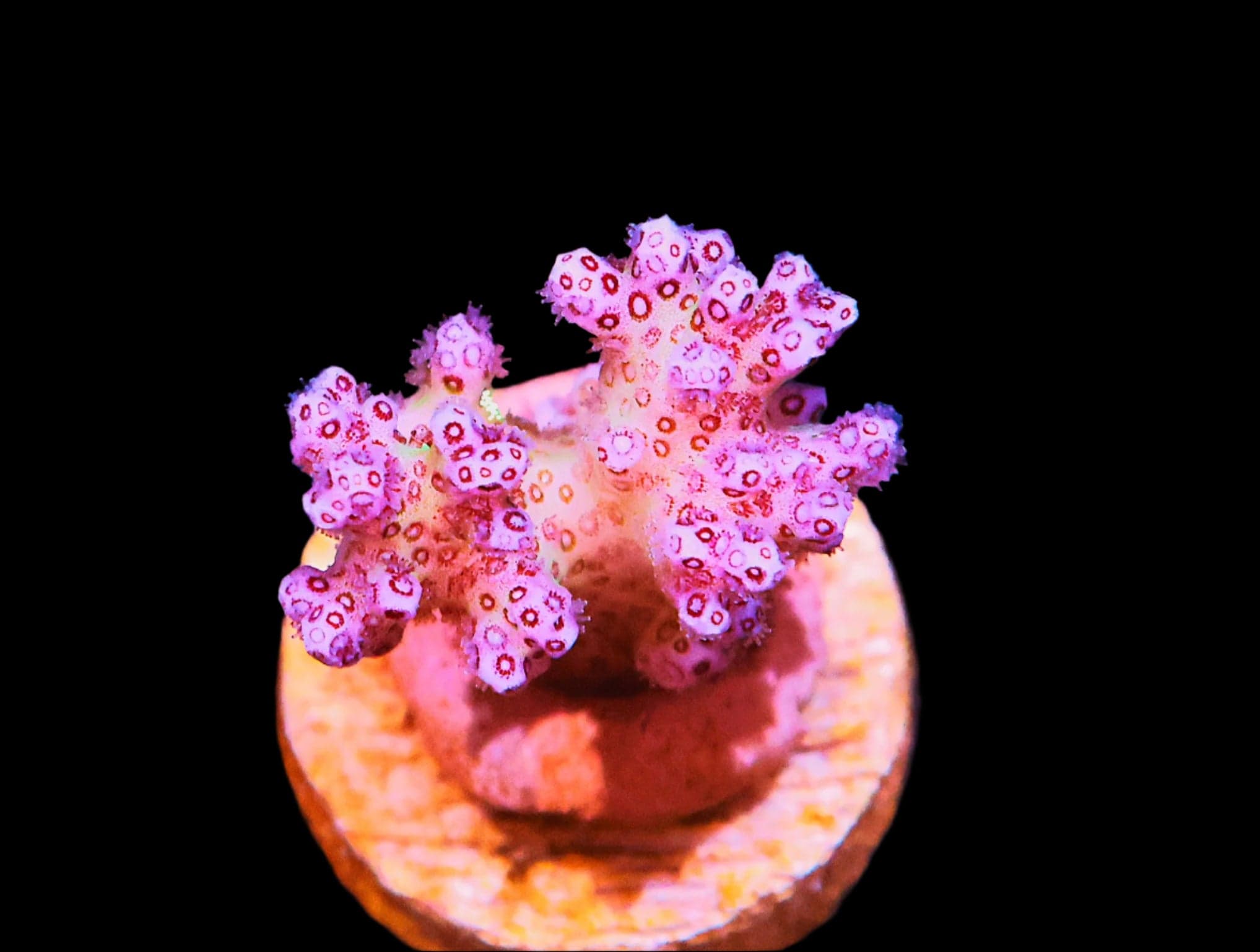 SDC Pocillopora Pinky Brain