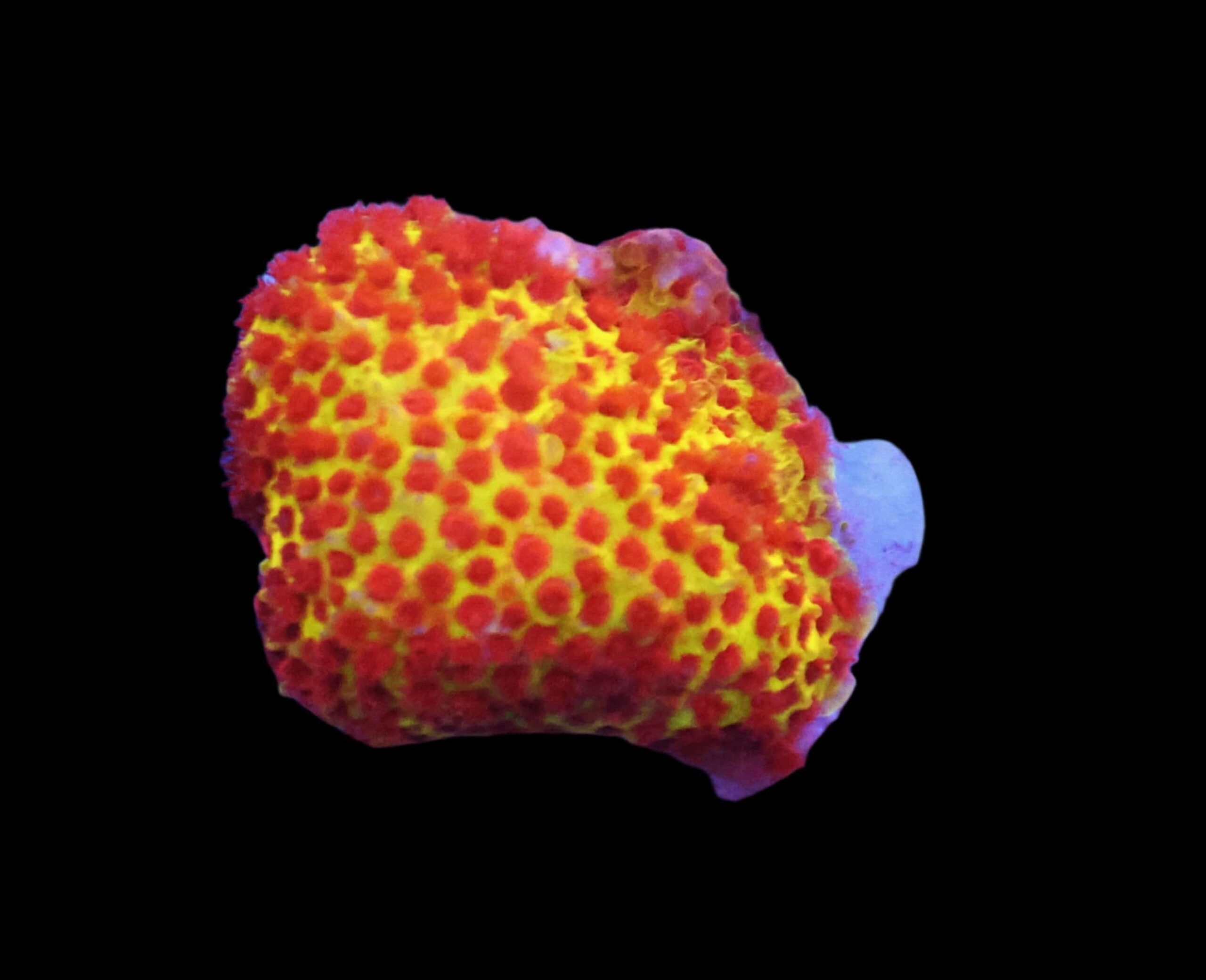 SDC Styloc: Burning Banana Cult