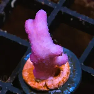 SDC Stylophora Pink Flamingo