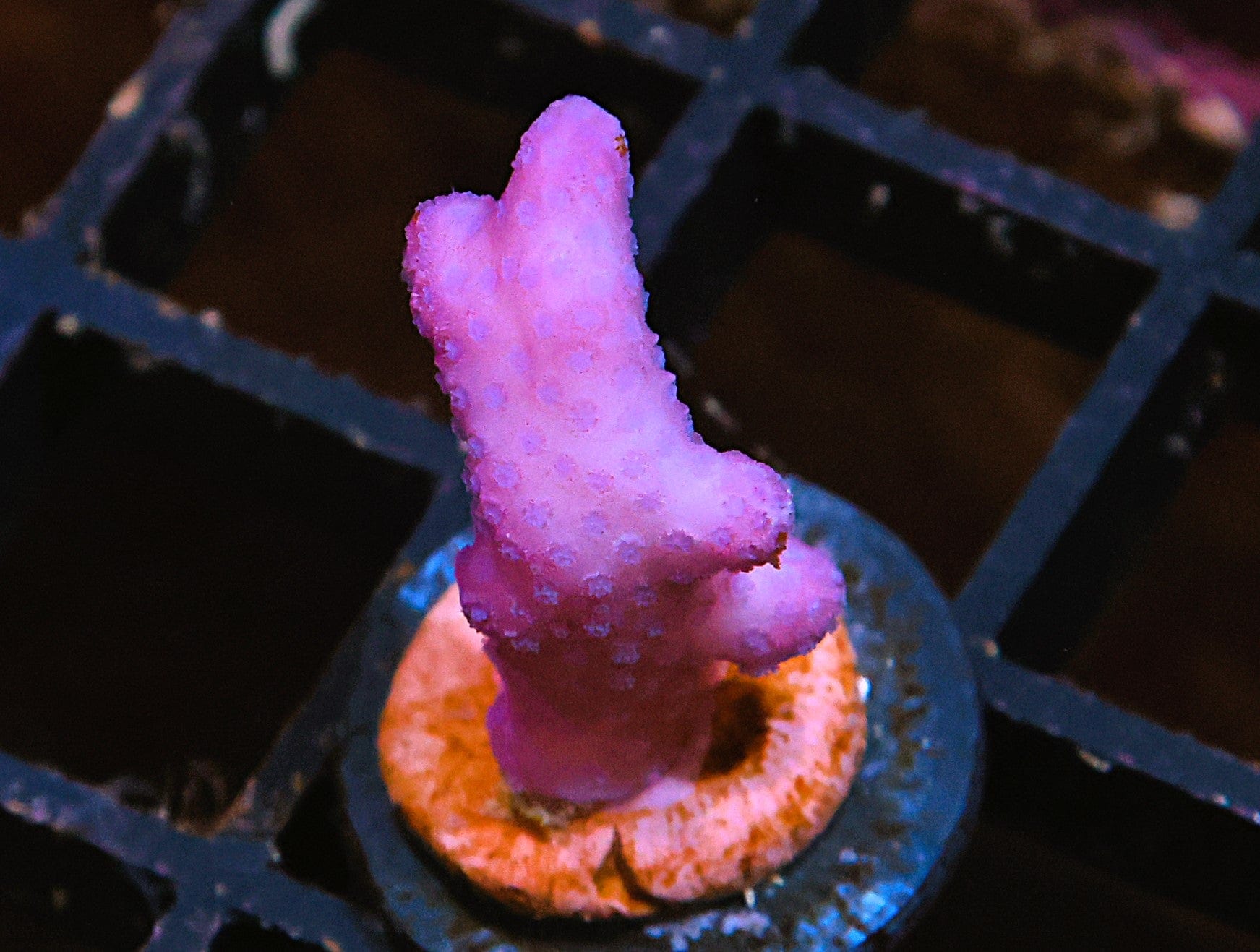 SDC Stylophora Pink Flamingo