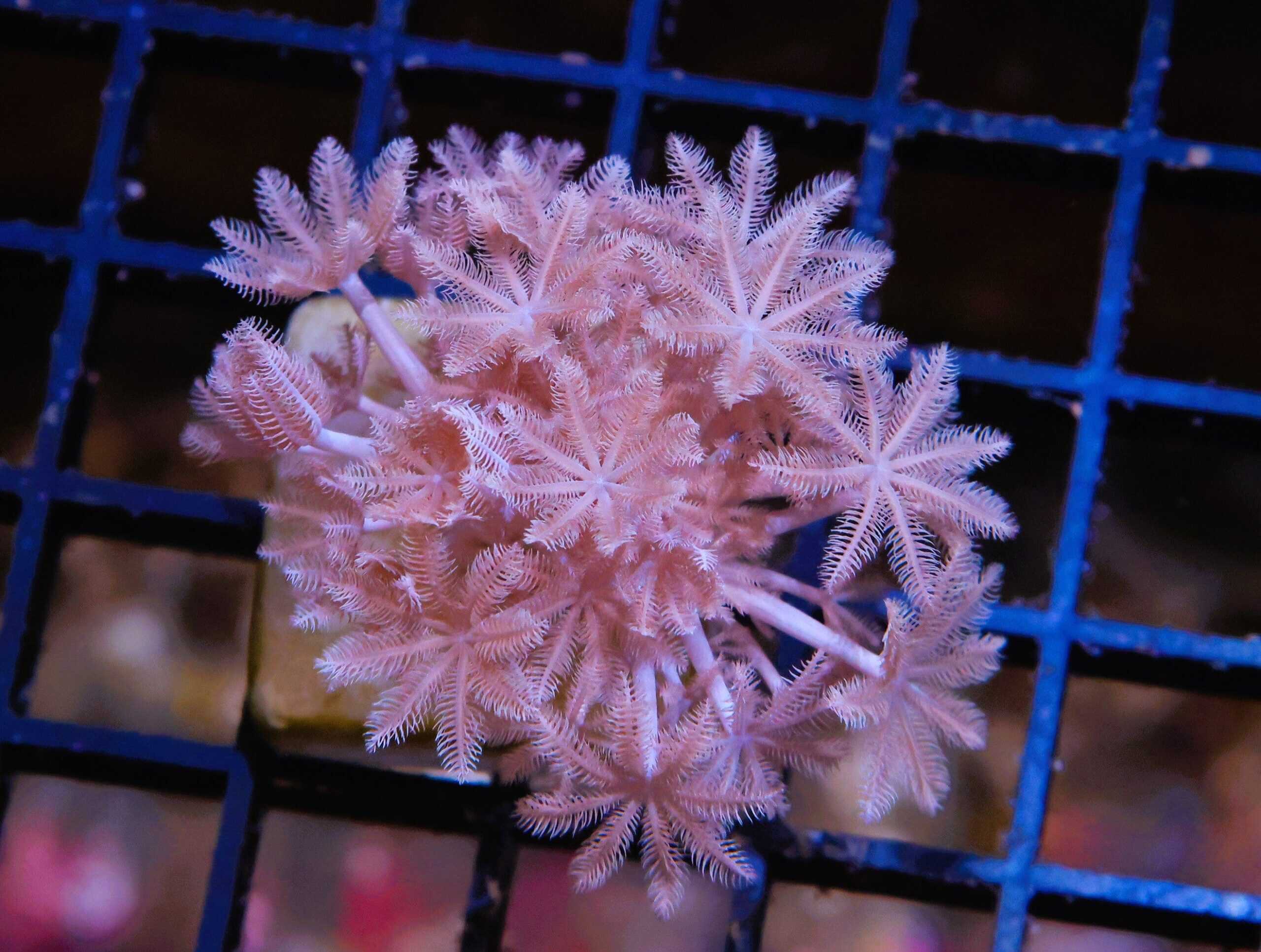 SDC Xenia Pulsating Cult