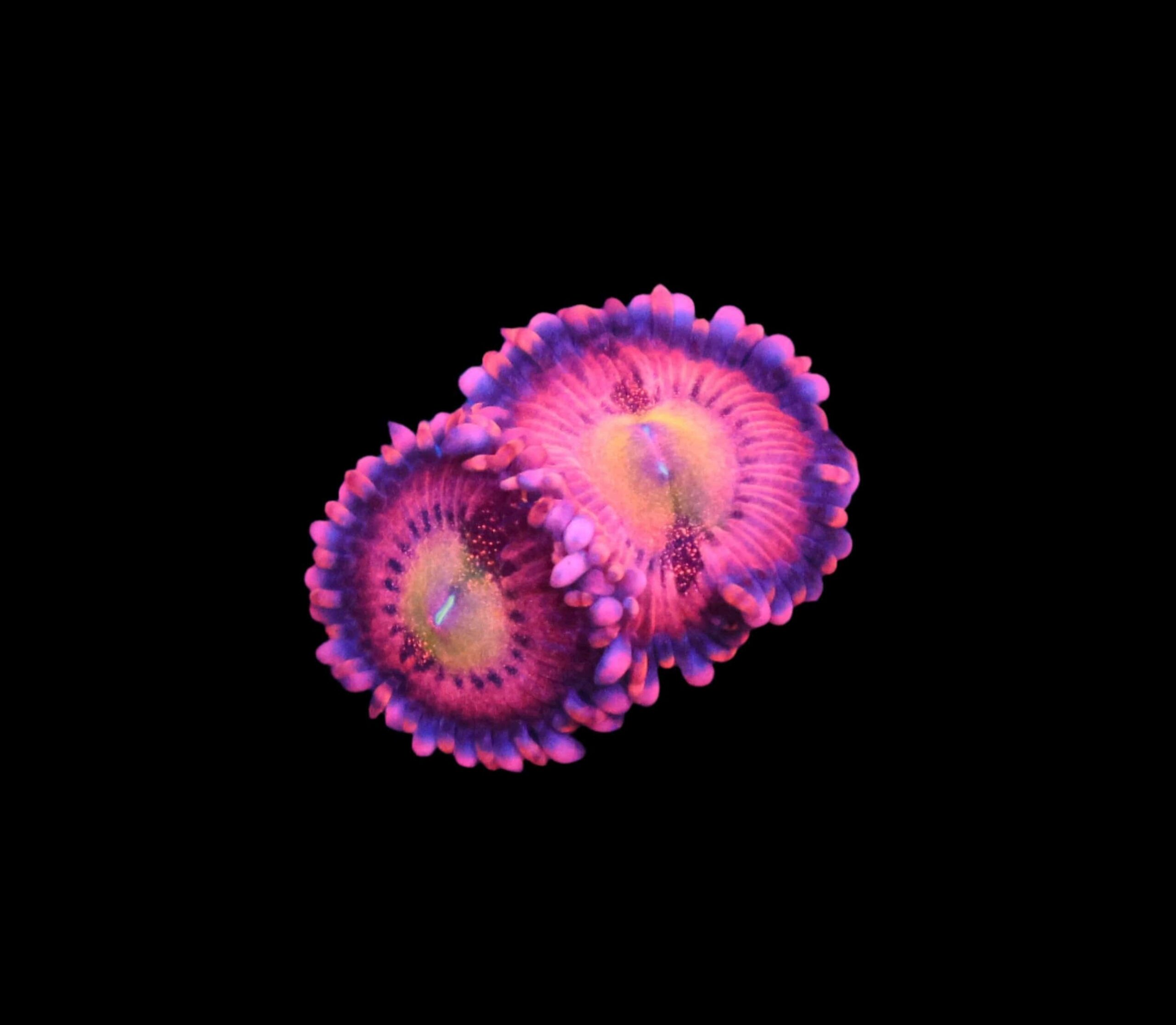SDC Polyp: Halle Berry Zoa
